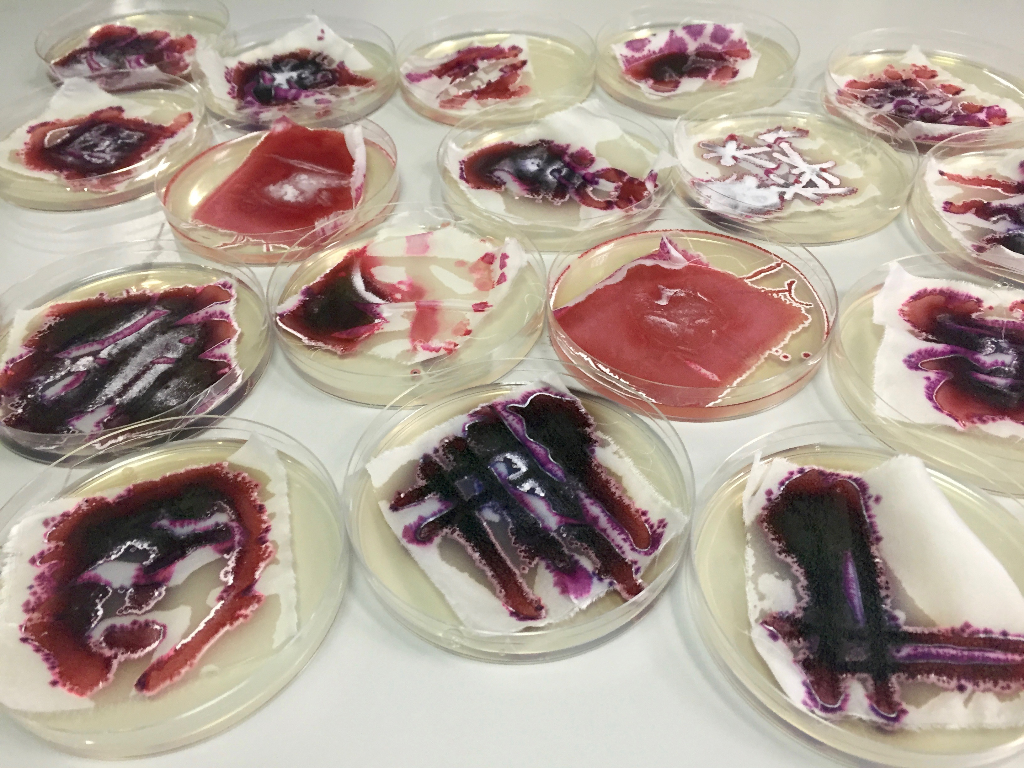 An Artistic Exploration of Antibiotic Resistance 